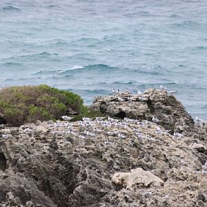 Crested Tern Colony - Rottnest Island