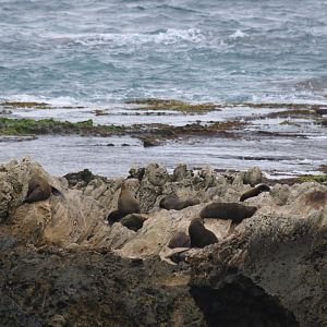 Fur Seal Colony - Rottnest Island