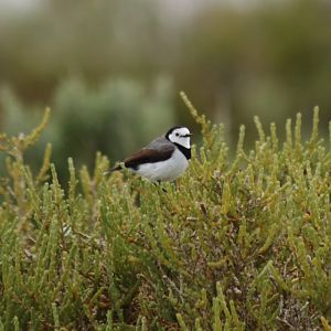White-fronted Chat - Rottnest Island