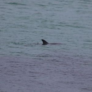 Indo-pacific Bottlenosed Dolphin - Rottnest Island