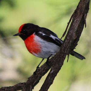 Red-capped Robin - Rottnest Island