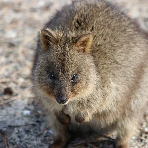 Quokka - Rottnest Island
