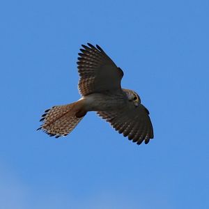 Nankeen Kestrel - Rottnest Island