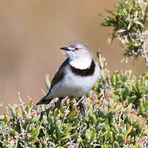 White-fronted Chat - Rottnest Island