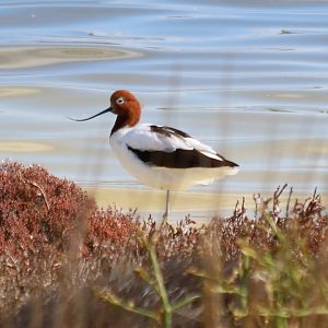 Red-necked Avocet - Rottnest Island