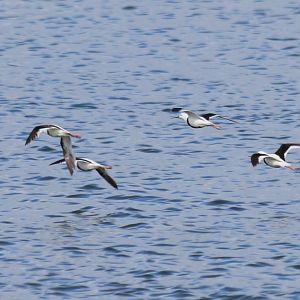 Banded Stilt - Rottnest Island