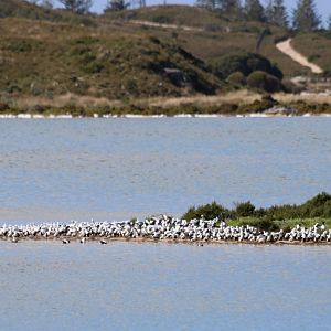 'Raft' of Banded Stilts - Rottnest Island