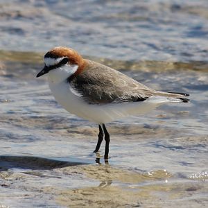Red-capped Plover - Rottnest Island