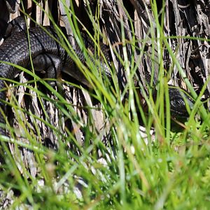 King Skink - Rottnest Island
