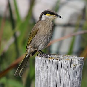 Singing Honeyeater Endemic Subspecies - Rottnest Island