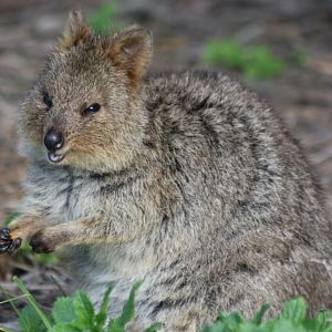 Quokka - Rottnest Island