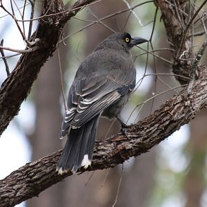 Grey Currawong - Mundaring Weir