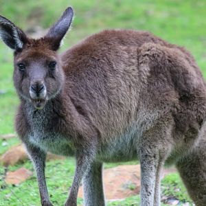Western Grey Kangaroo - Mundaring Weir