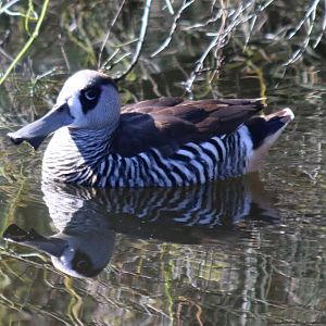 Pink-eared Duck, Perth