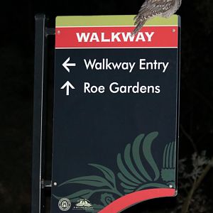 Tawny Frogmouth on Sign - King's Park