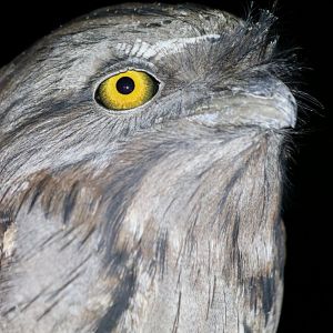 Tawny Frogmouth Closeup - King's Park
