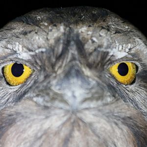 Tawny Frogmouth Closeup - King's Park