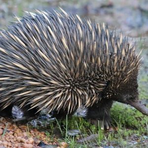 Short-beaked Echidna - Dryandra