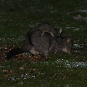 Brushtail Possum and Young - Dryandra