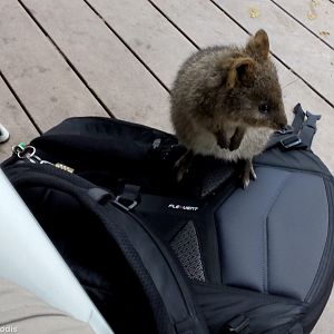 Quokka on my Backpack - Rottnest Island