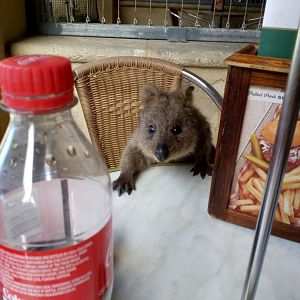 Hungry Quokka - Rottnest Island