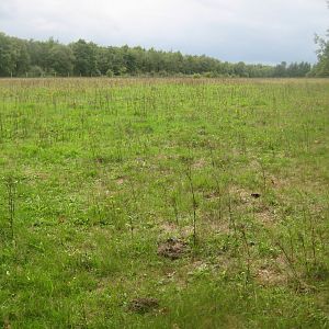 Løvbakke Dyrehave - "Tjørnesletten"