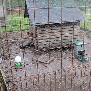 Løvbakke Dyrehave - Chicken coop