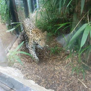 Amur Leopard