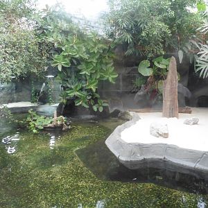 Slender-snouted Crocodile (& Tiger Barb) enclosure