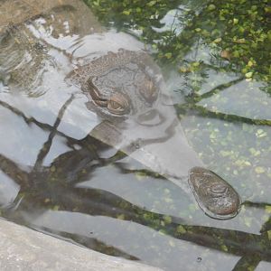 Slender-snouted Crocodile