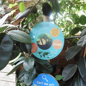 Interpretation Board designh: for Tiger Barb