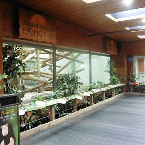 Sun Bear/Rufous (Philippines) Hornbill interior