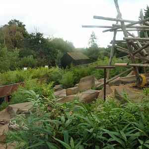 Sun Bear enclosure