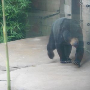 Sun Bear
