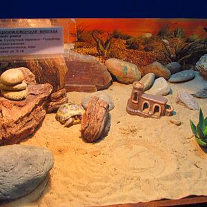 Horsfield's tortoise exhibit (labelled as Greek tortoise)