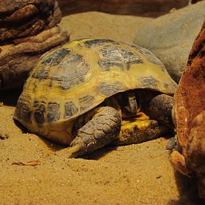 Horsfield's tortoise