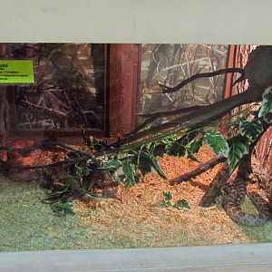 Corn snake exhibit