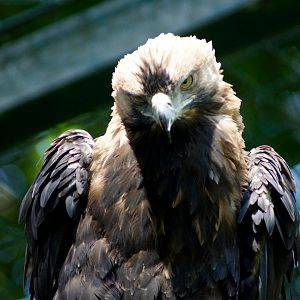 Eastern Imperial Eagle