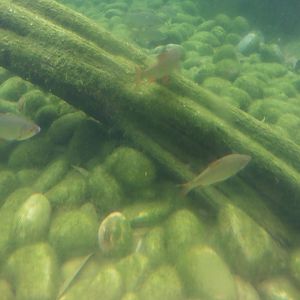 Common Minnows & Common Roach