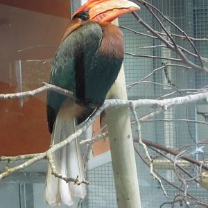 Rufous (Philippines) Horbill