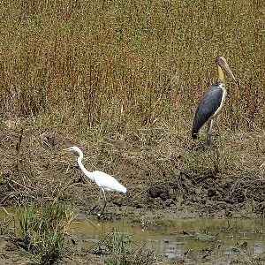 Lesser adjutant (&  Great white egret)
