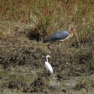 Lesser adjutant (& Intermediate egret)