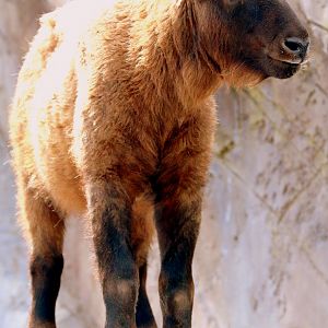 Mishmi takin; Antwerp; 8th September 2018