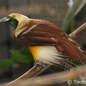 Lesser Bird-of-Paradise (Paradisaea minor), August 2018