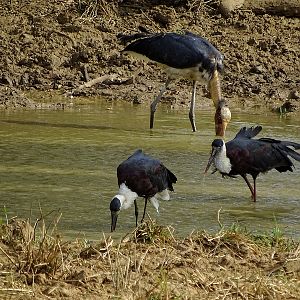 Asian Woolly-necked stork & Lesser adjutant