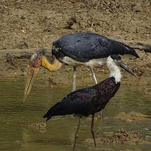 Asian Woolly-necked stork & Lesser adjutant