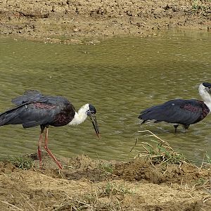 Asian Woolly-necked stork