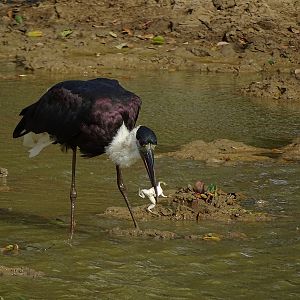 Asian Woolly-necked stork