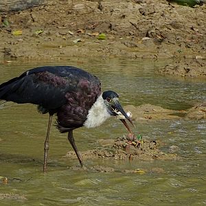 Asian Woolly-necked stork