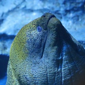 Moray Eel